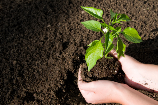 woman preparing to plant a small jalapeno seedling.See more related images in my Lawnmower & Gardening lightbox: