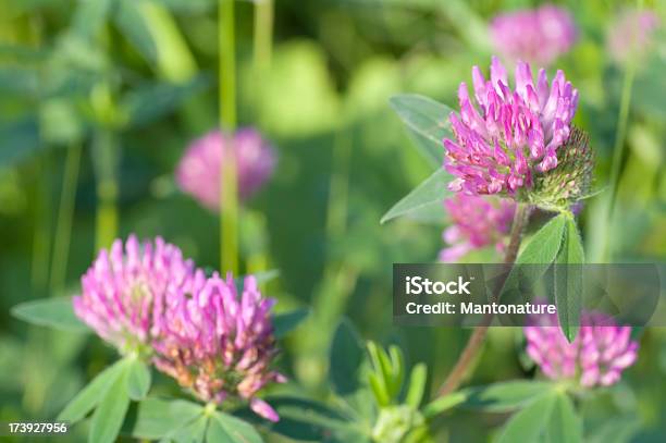 Red Clover Trifolium Pratense Stockfoto und mehr Bilder von Alternative Medizin - Alternative Medizin, Bildhintergrund, Blume