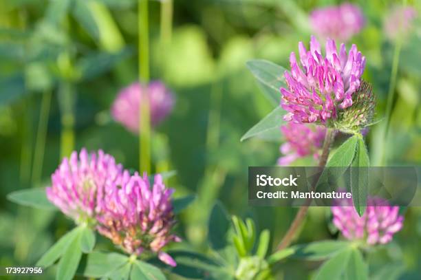 레드 클로버 Trifolium Pratense 0명에 대한 스톡 사진 및 기타 이미지 - 0명, 갈색, 경관