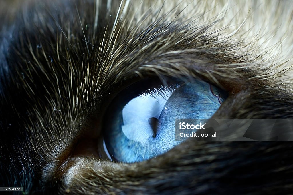 Gros plan de l'Oeil d'Animal - Photo de Chat domestique libre de droits