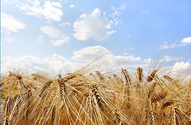 낟알 필드 흐린날 스카이 블루 - wheat whole wheat close up corn on the cob 뉴스 사진 이미지