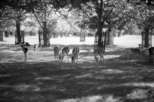 Male and female deer in a park grazing in black and white