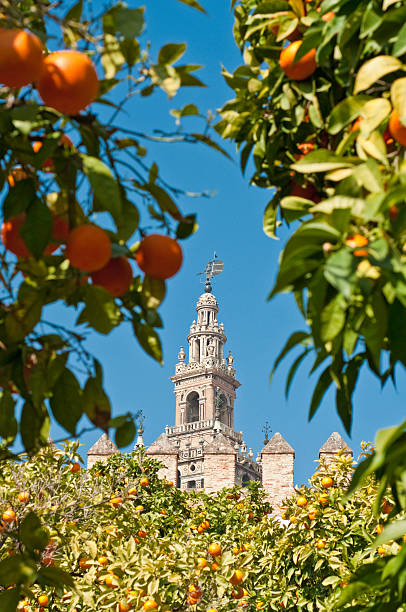 sevilha la giralda através de laranja grove espanha - seville sevilla la giralda spain imagens e fotografias de stock