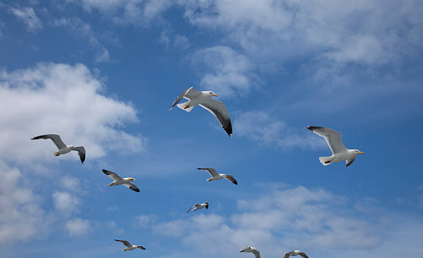 istock Gulls and a gannet flying against the sky 173928616