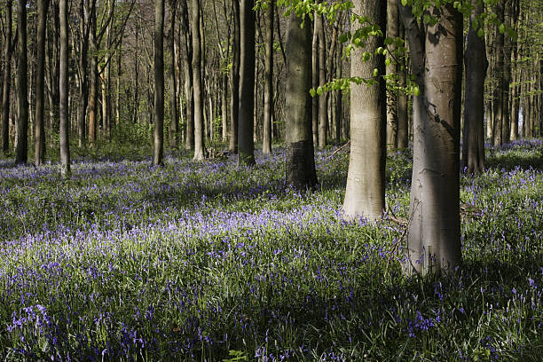 istock Bluebell wood West Woods Wiltshire 173928649