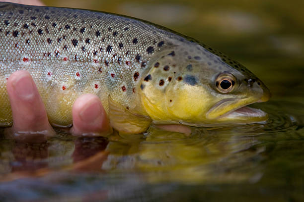 A brown trout (salmo trutta) being held by one hand just above the surface of the water about to be released.