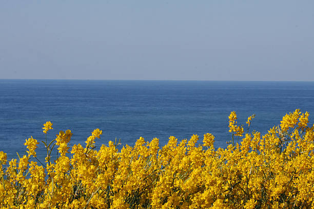 istock Mediterranean Sea with spanish broom 173928772