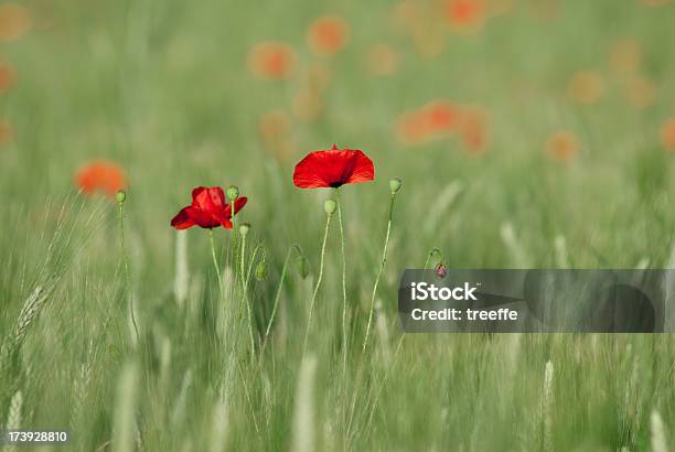 Papaveráceas Casal - Fotografias de stock e mais imagens de Ao Ar Livre - Ao Ar Livre, Botão - Estágio de flora, Campo agrícola