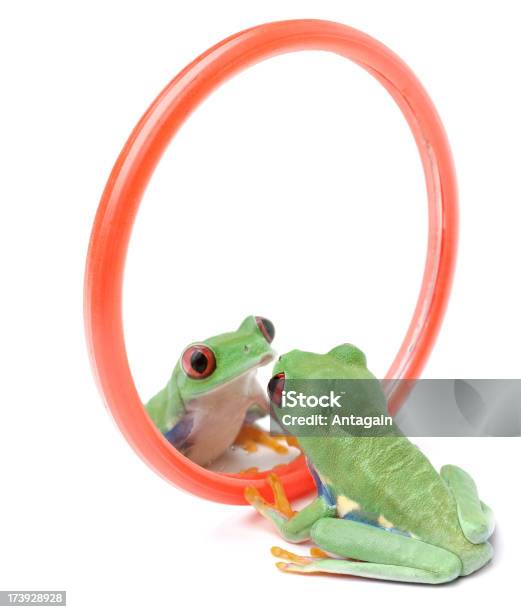 Foto de Frog E Espelho e mais fotos de stock de Espelho - Espelho, Rã, Anfíbio