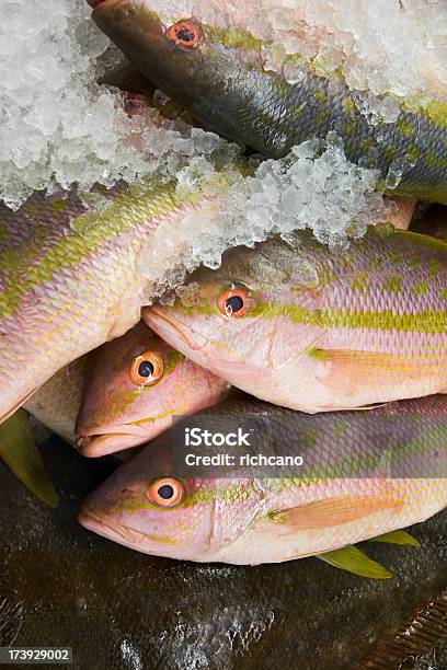 Pesca No Gelo - Fotografias de stock e mais imagens de Alimentação Saudável - Alimentação Saudável, Captura de Peixe, Coleção