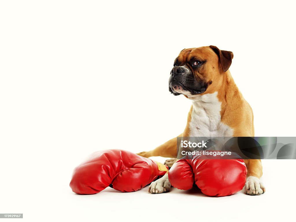 Boxer - Foto de stock de Cão royalty-free