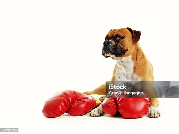 Foto de Boxer e mais fotos de stock de Cão - Cão, Boxe - Esporte, Luva de Boxe