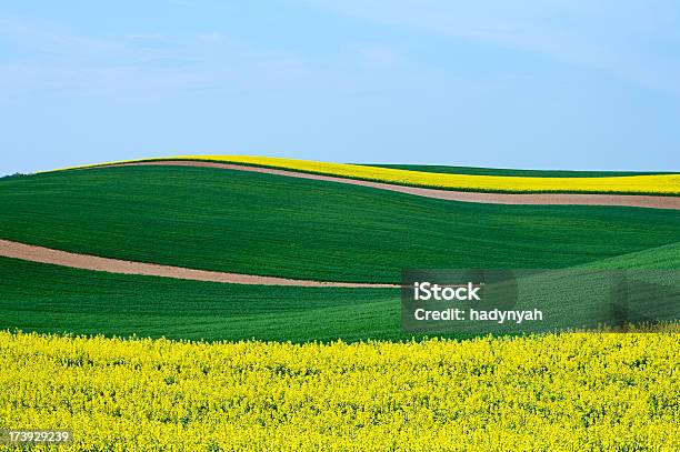 Paisagem De Primavera - Fotografias de stock e mais imagens de Campo agrícola - Campo agrícola, Colza, Agricultura