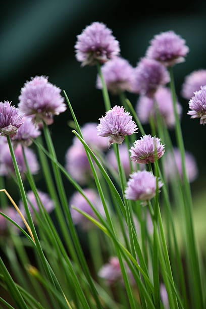 Chives XXXL stock photo