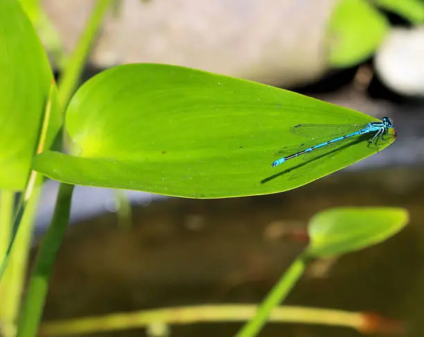 Photo of damselfly on the edge