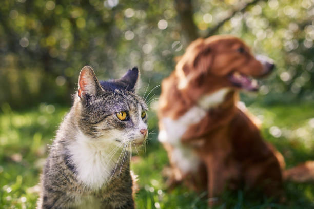 istock Cat and dog sitting together in grass on sunny day 1739293842