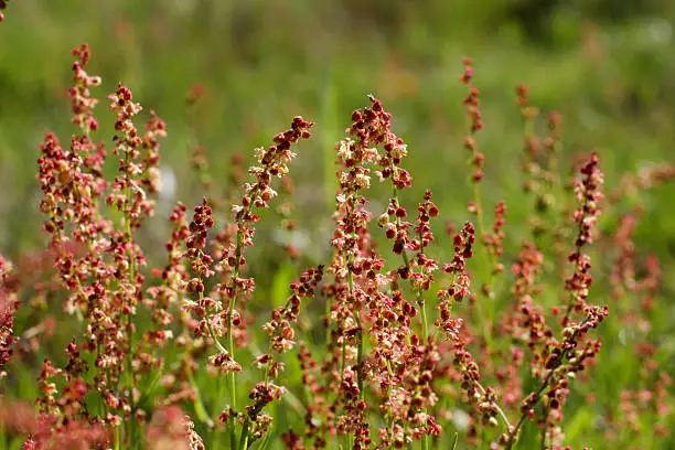 The red or maroon flowers of sheep's sorrel (Rumex acetosella) makes a pleasant splash of colour amidst the green of short grassland (here, on Mitcham Common in Surrey, England). Originating in Eurasia, sheep's sorrel is now a common weed in North America. It favours moist, acidic soil, thriving on floodplains and near marshes – a fair description of its location in this photograph. It has uses in traditional medicine but contains oxalates, which (on accumulation) are poisonous.