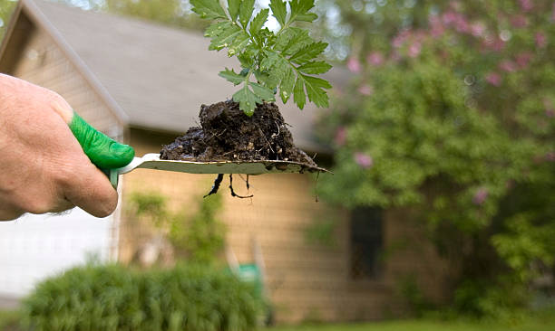 istock Green Thumb Gardening 173929517
