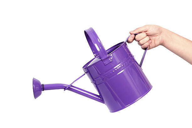 Gardening tool purple watering can watering can stock pictures, royalty-free photos & images
