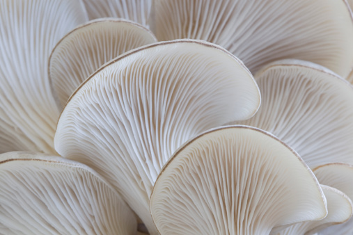 Inverted caps of wild mushrooms of white color. Abstract macro background