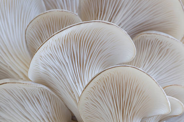 Oyster mushroom pleurotus macro Macro of the gills of the oyster mushroom (Pleurotus ostreatus). Photo taken from below showing the gills on the underside of this edible mushroom. Shallow depth of focus with sharpest focus on the the gills at the center of the image. Shot with 100 mm macro lens on a Canon 20D at ISO 100. mycology photos stock pictures, royalty-free photos & images
