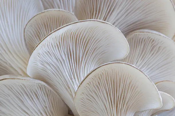 Macro of the gills of the oyster mushroom (Pleurotus ostreatus). Photo taken from below showing the gills on the underside of this edible mushroom. Shallow depth of focus with sharpest focus on the the gills at the center of the image. Shot with 100 mm macro lens on a Canon 20D at ISO 100.