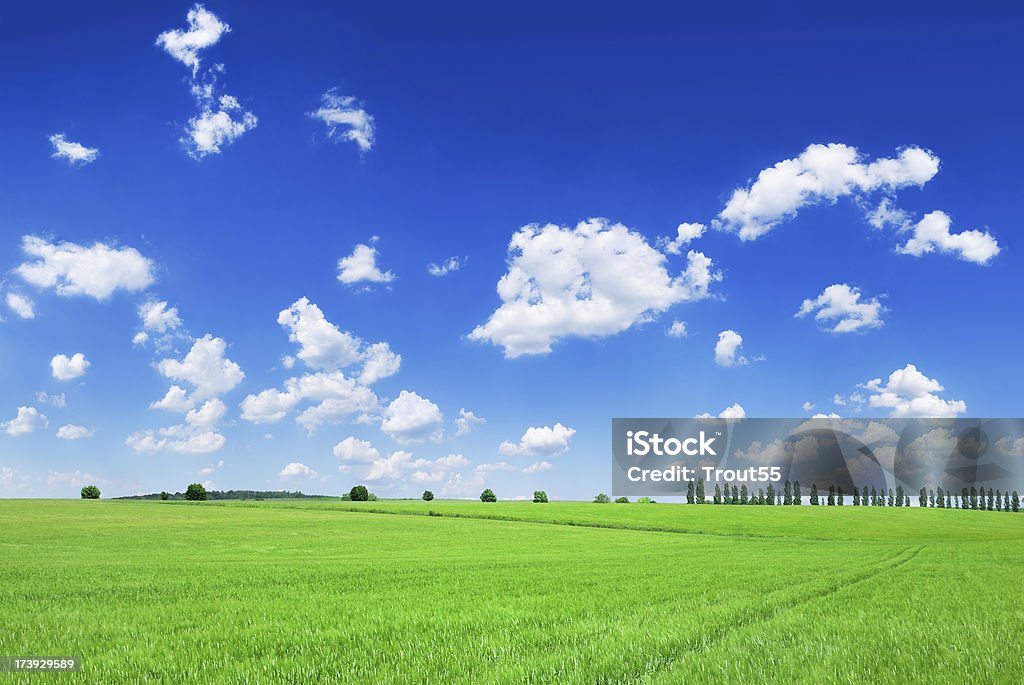 Campos, el cielo azul y nubes blancas - Foto de stock de Aire libre libre de derechos