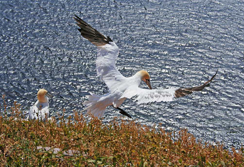 Northern gannet (Basstoelpel) on north sea island Helgoland. Germany                          