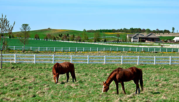 istock Wisconsin Horse Ranch 173929801