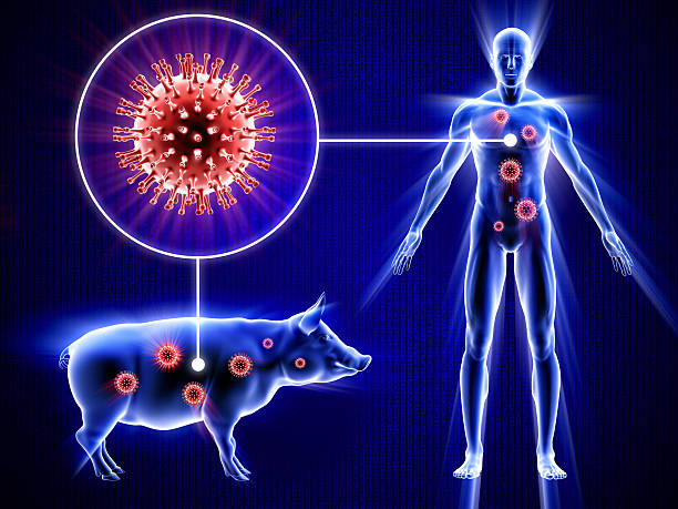 돼지 독감-man, 돼지, 바이러스 - flu virus russian influenza swine flu virus 뉴스 사진 이미지