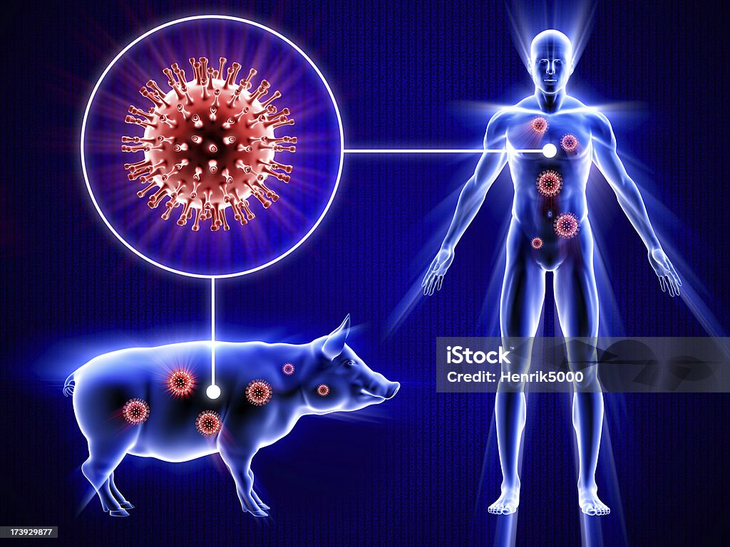Свиного гриппа человека, свинья и вирус - Стоковые фото Анатомия роялти-фри