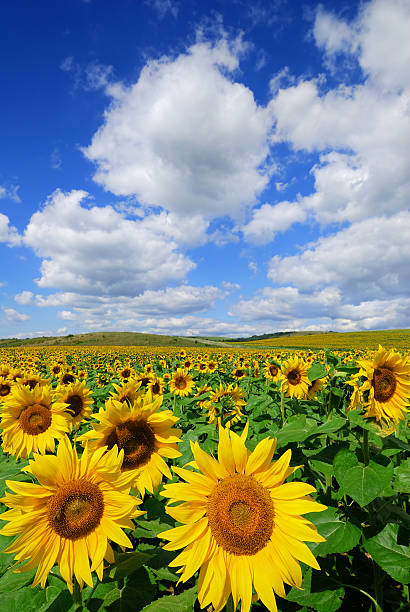 A field of golden sunflowers under a blue sky with clouds stock photo