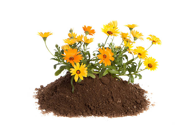 Daisy Flowers Planted in Dirt Isolated on White Background