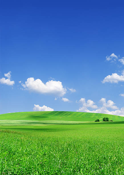 istock Green field and white clouds in the blue sky 173930183