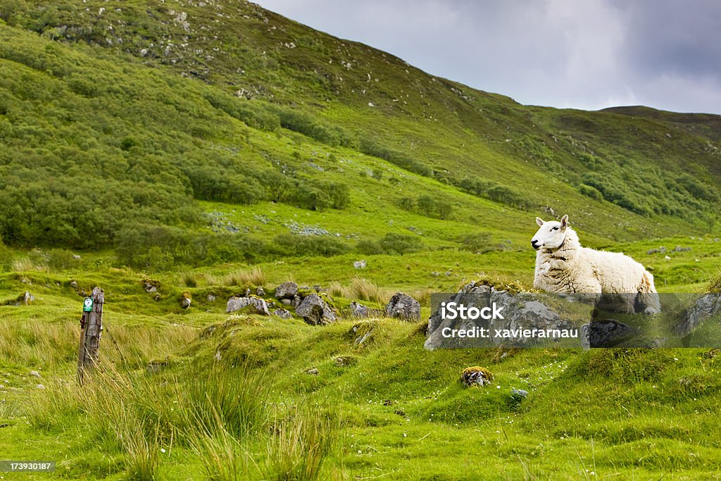 Isola di Skye - Foto stock royalty-free di Agnello - Animale