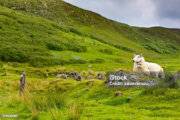 Isola Di Skye - Fotografie stock e altre immagini di Agnello - Animale - Agnello - Animale, Animale, Bestiame