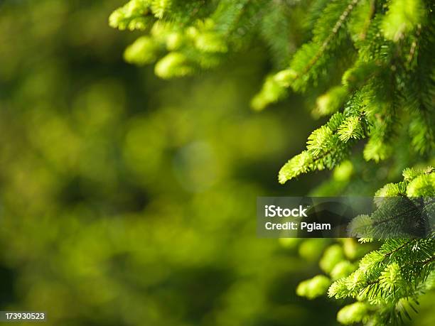 Árvore De Folhas Perenes - Fotografias de stock e mais imagens de Ao Ar Livre - Ao Ar Livre, Crescimento, Dia