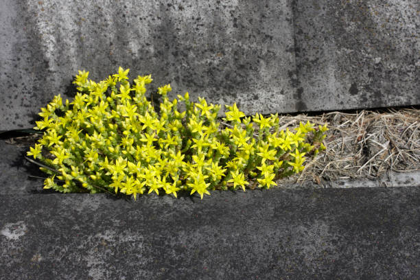 Biting stonecrop is a star among wild flowers, colonising bare, stony areas and, in particular, favouring lime (calcium carbonate). In summer it brings forth beautiful carpets of star-shaped flowers, decorating many an otherwise unattended grave. Said to have a peppery taste (untested by the photographer).