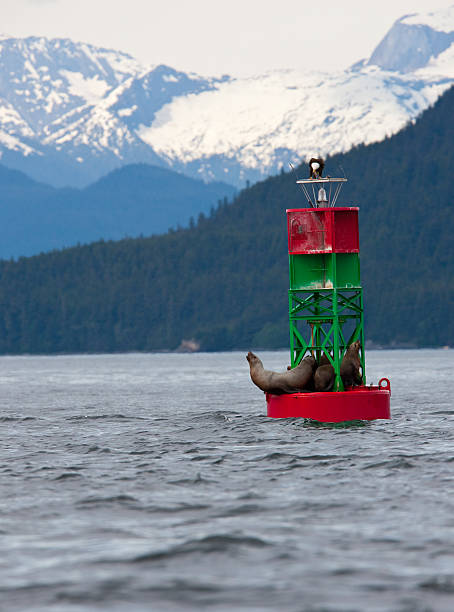 istock Sealions and Eagle Sitting on a Buoy in Alaska 173930576