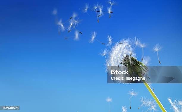 Foto de Soprando Sementes De Dentedeleão e mais fotos de stock de Dente-de-Leão - Dente-de-Leão, Azul, Céu - Fenômeno natural