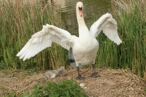 Family of Swans swimming in a canal