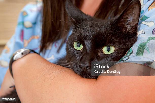Katze In Den Armen Von Techniker In Tierarzt Klinik Nahaufnahme Stockfoto und mehr Bilder von Berufliche Beschäftigung