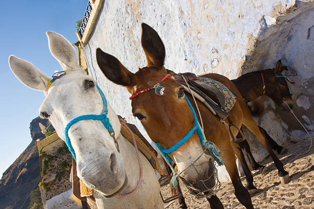 osioł para - mule careless animal ignorance zdjęcia i obrazy z banku zdjęć