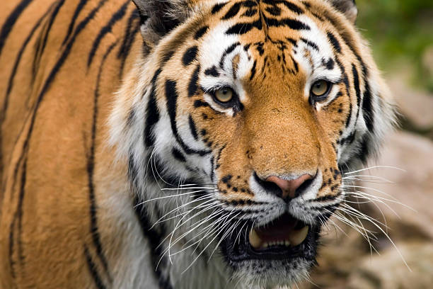 istock Closeup of a tiger 173930872