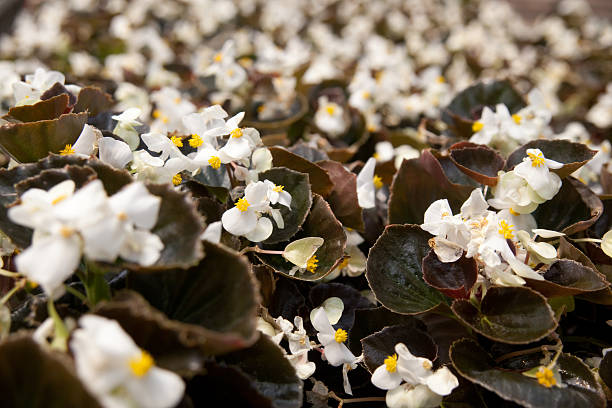 Spread of white begonias stock photo