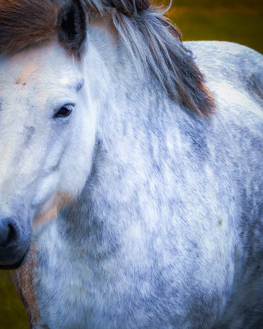 Close Up of a white Icelandic horse