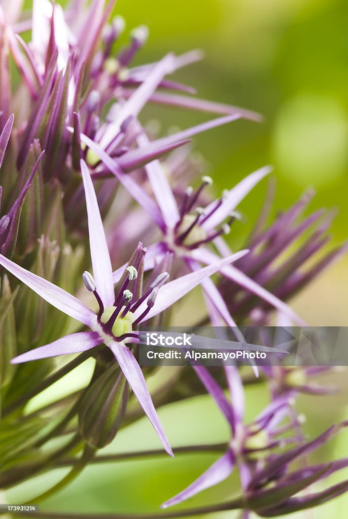 星のペルシャ（Allium christophi )モデルオニオン-VII - アウトフォーカスのロイヤリティフリーストックフォト
