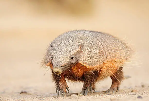 The Pichi (Zaedyus pichiy) or Dwarf Armadillo of Patagonia.