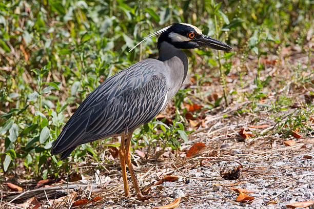 Yellow-Crowned Night Heron A Yellow-crowned Night Heron (Nycticorax violaceus or Nyctanassa violacea) feeding on a crab at the J.N. Ding Darling National Wildlife Refuge on Sanibel Island in southwest Florida. ding darling national wildlife refuge stock pictures, royalty-free photos & images