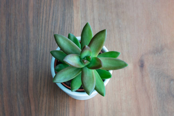 istock top view succulent cactus plant on wooden table 1739313350